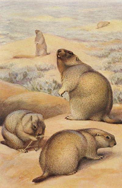 مرموط c.1900 بواسطة الفريد بريهم